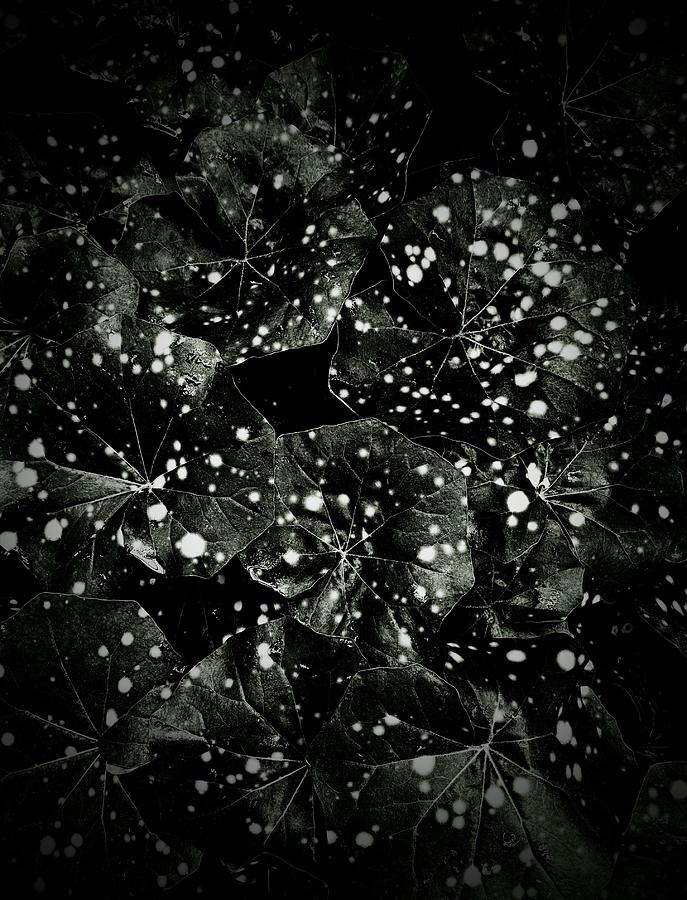 Leaf Snowstorm Photograph by Elizabeth Allen
