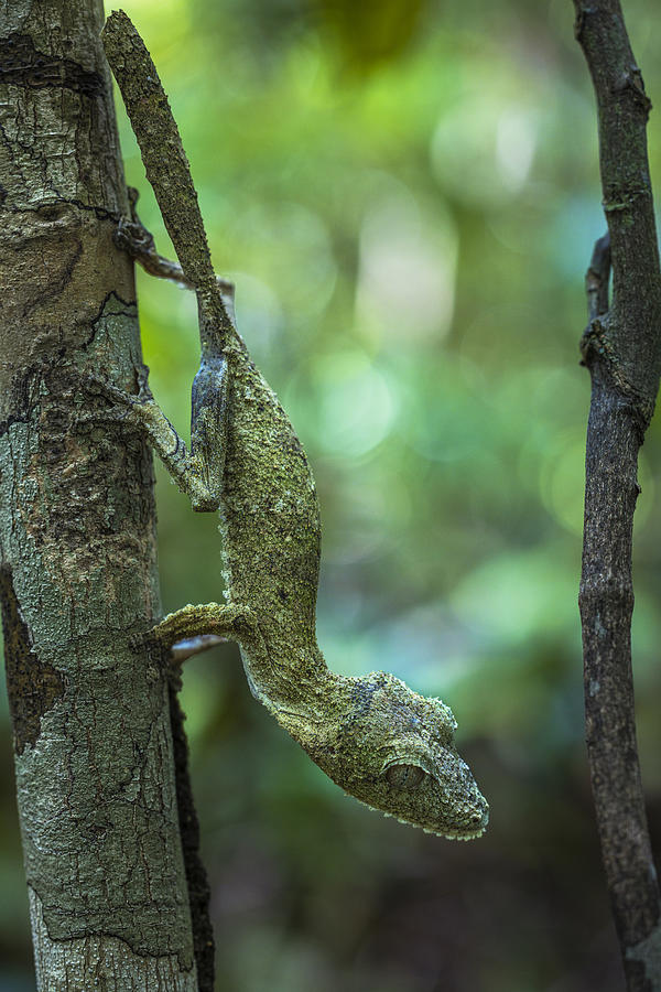 Wildlife Photograph - Leaf-tailed Gecko by Barathieu Gabriel