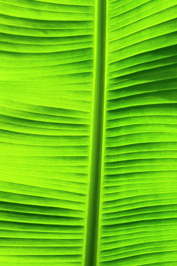 Texture Photograph - Leaf Texture Viii by Cora Niele