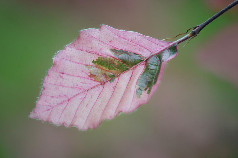 Leaf - Tricolor Beech Photograph by Nikolyn McDonald