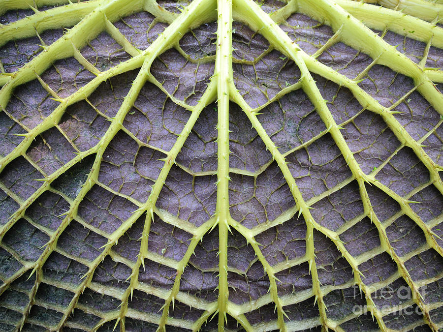 Flora Photograph - Leaf Underside With Stable Construction by Wilm Ihlenfeld
