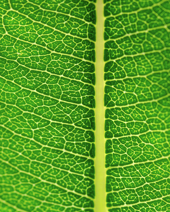 Leaf Veins Photograph by Jeff Phillippi
