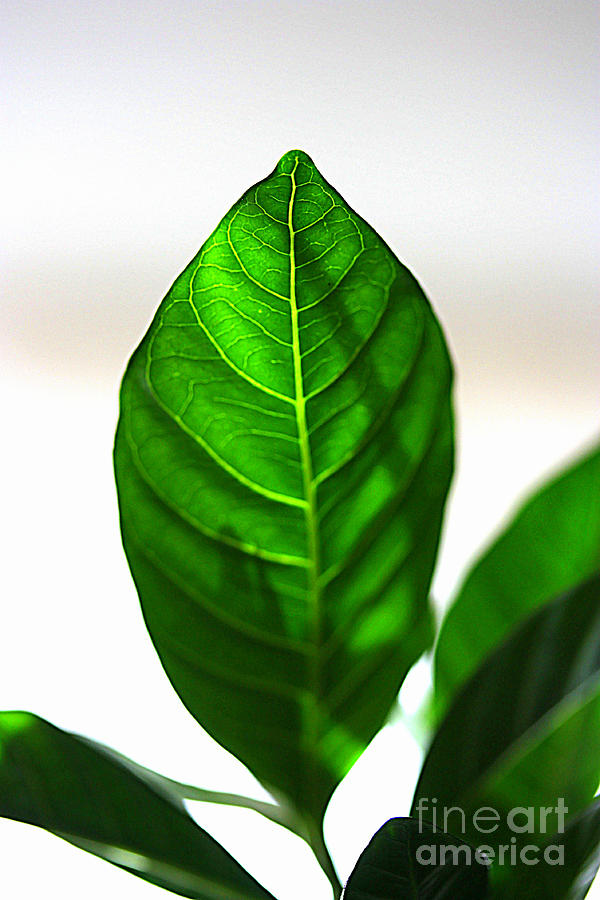 Leaf Veins by Patti Whitten Leaf Veins by Patti Whitten