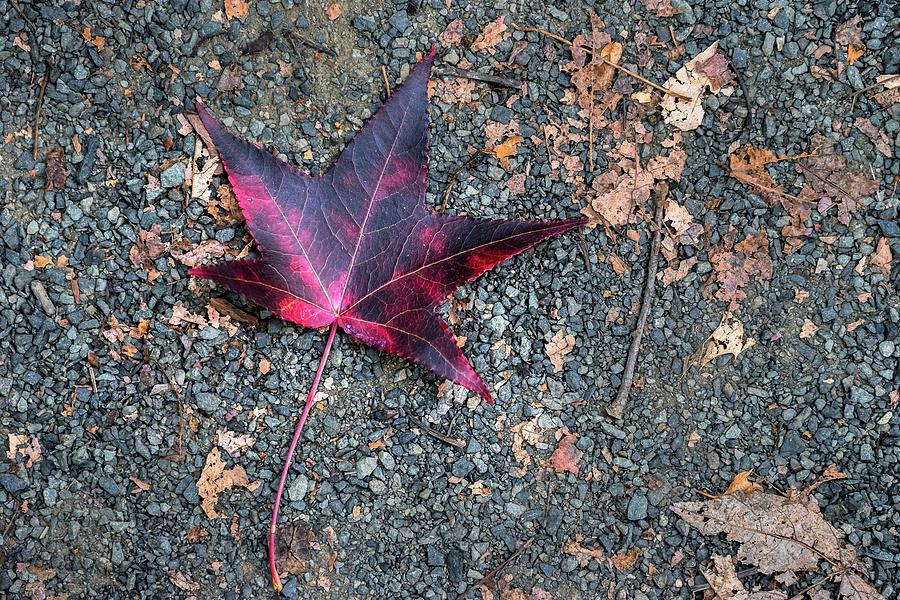 Leaf, Wildlife Refuge, Nj Digital Art by Laura Zeid