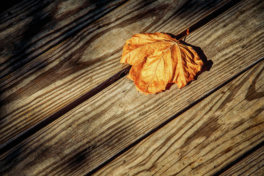 Leaf Photograph by Bill Chizek