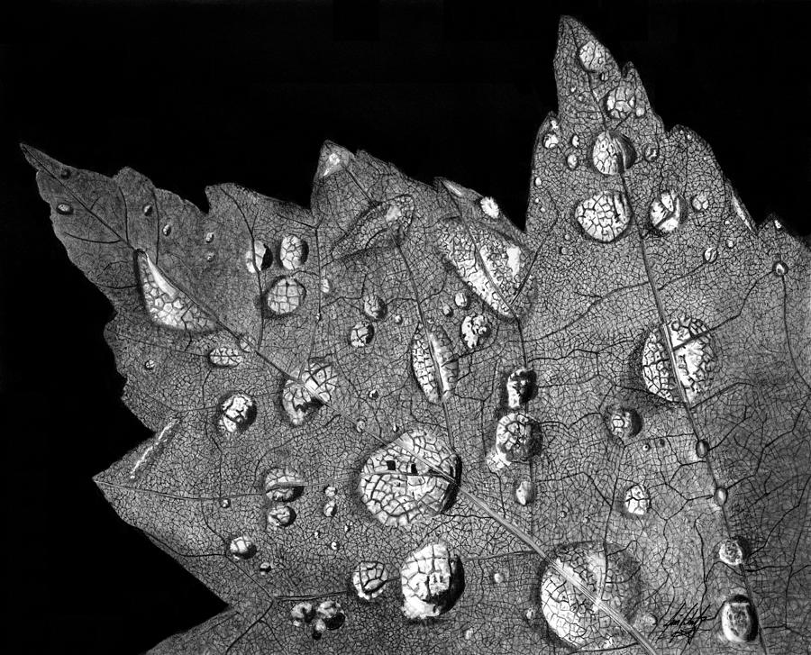 Leaf with Droplets Drawing by James Schultz