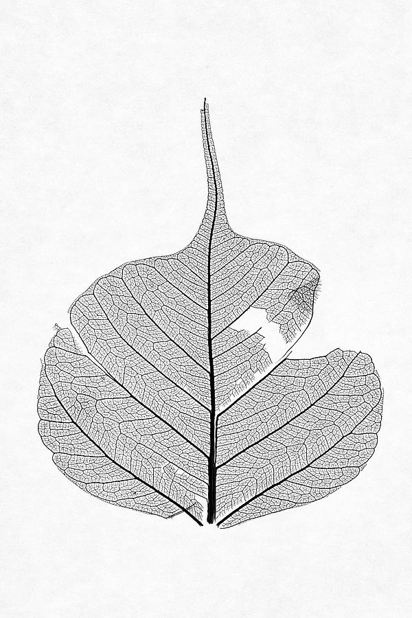 Leaf Without Color Photograph by Christopher Johnson