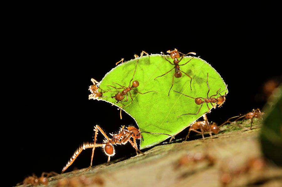 Leafcutter Ant Carrying Pieces Of Leaf, Costa Rica Photograph by Konrad ...