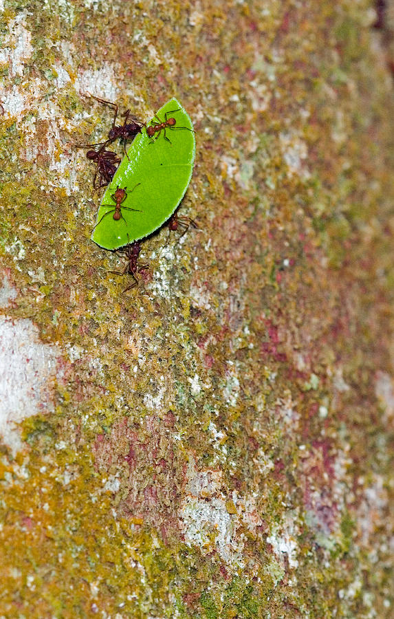 Animal Photograph - Leafcutter Ants Atta Sp. Carrying Leaf by Michael Lustbader Animal Photograph - Leafcutter Ants Atta Sp. Carrying Leaf by Michael Lustbader