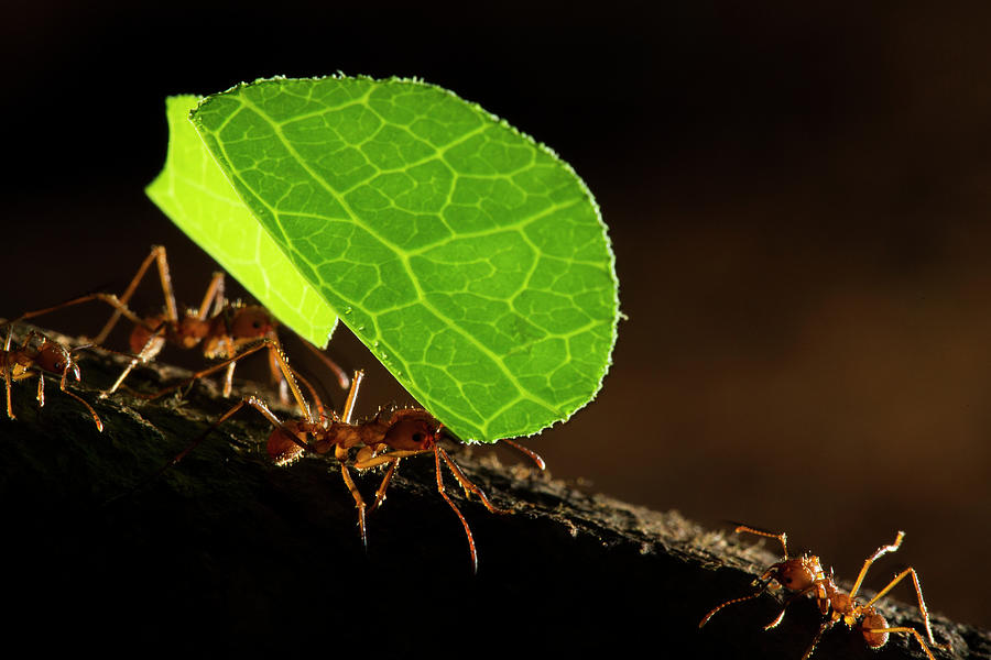 Leafcutter Ants Carrying Leaves Photograph by Sebastian Kennerknecht
