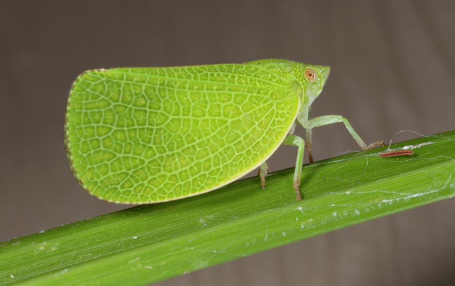 Leafhopper_8181701 by Rick Veldman Leafhopper_8181701 by Rick Veldman