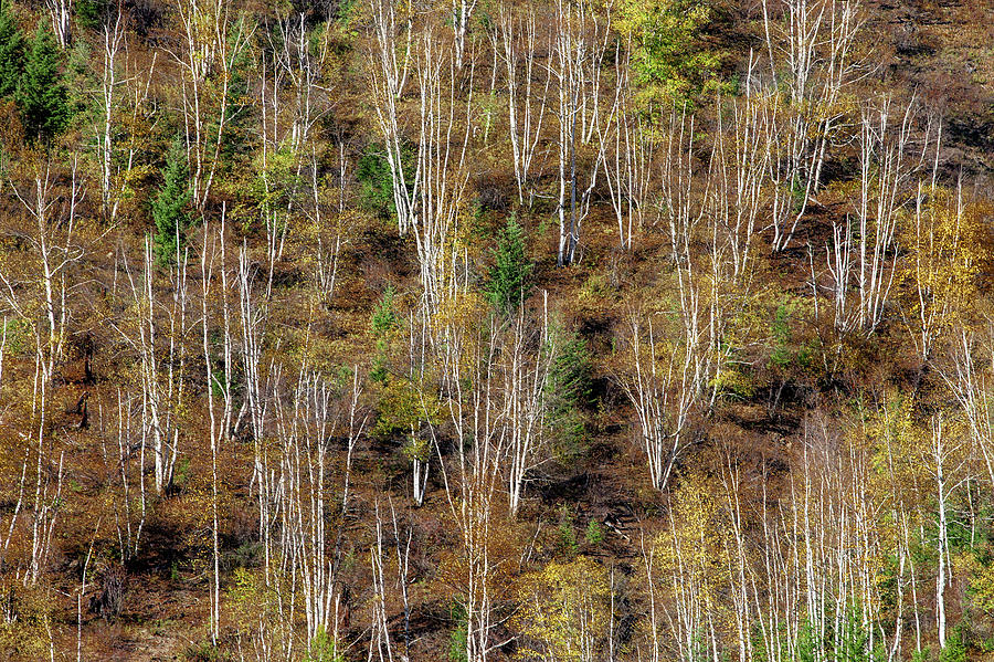 Leafless Aspens Photograph by Todd Klassy