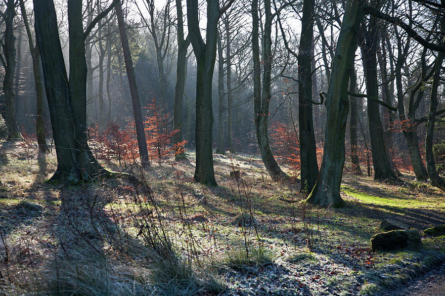 Leafless Trees In Autumn In Longshaw Photograph by John Doornkamp / Design Pics