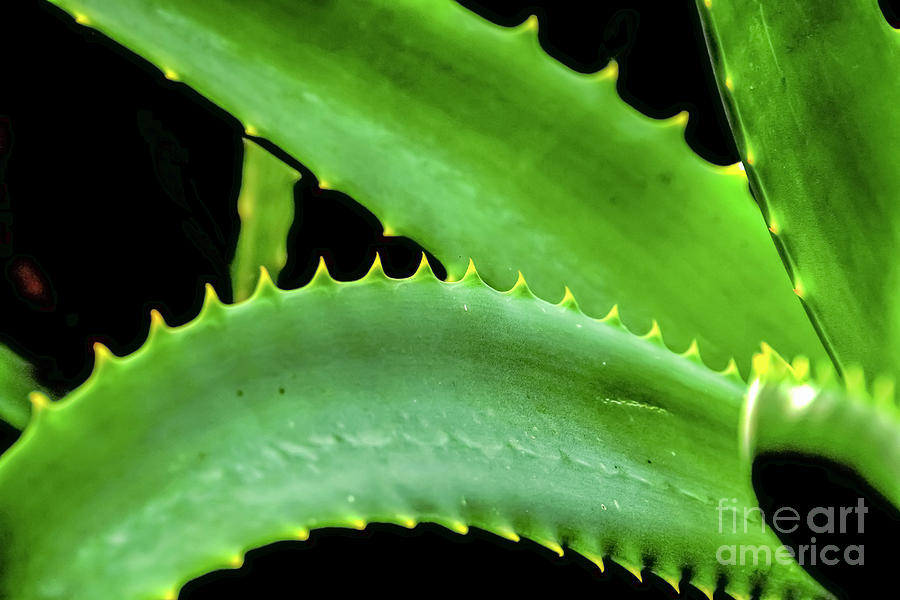 Leafs of the Aloe vera plan h1 Photograph by Vladi Alon