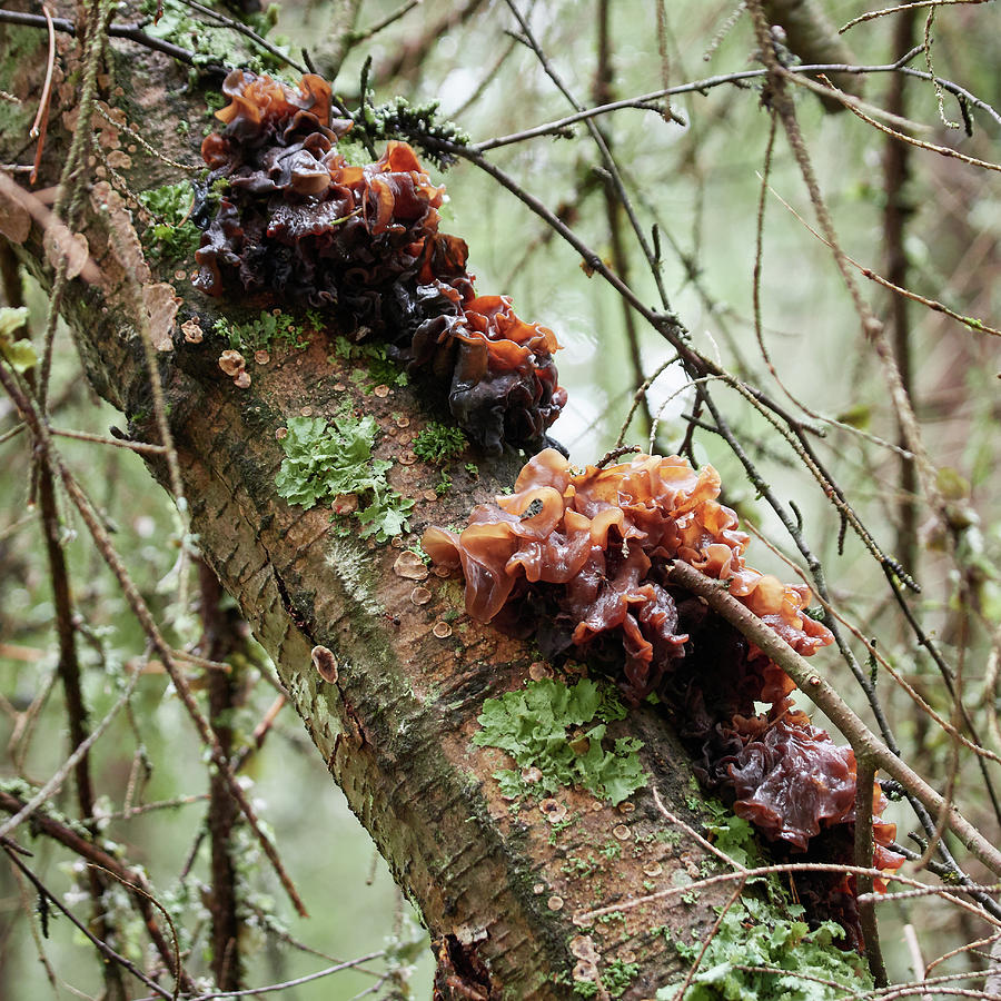 Leafy brain on a dead birch Photograph by Jouko Lehto