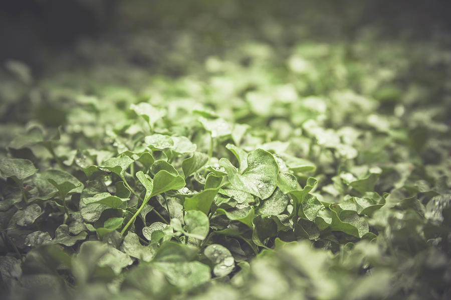 Leafy Ground Cover on a Rainy Day by Jeanette Fellows Leafy Ground Cover on a Rainy Day by Jeanette Fellows