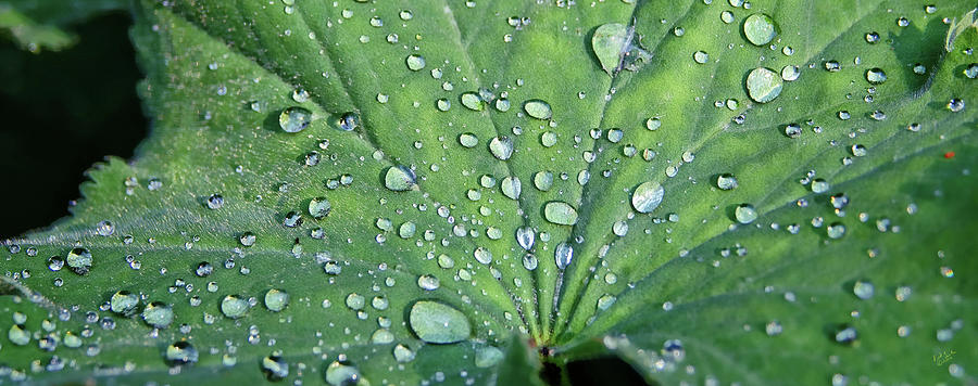 Leafy Raindrops Photograph by Rick Lawler