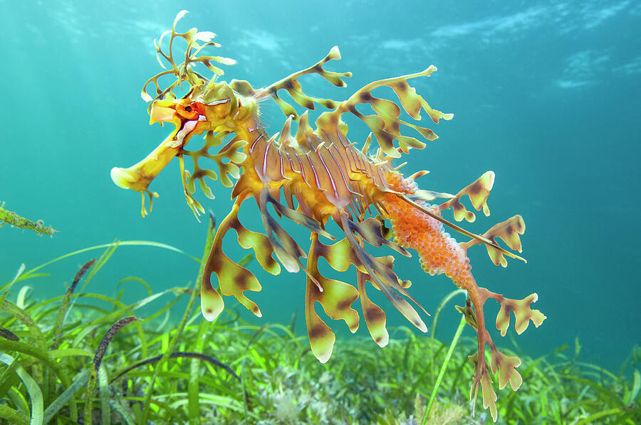 Leafy Seadragon Male Carrying Eggs, Swims Over Seagrass Photograph by Alex Mustard / Naturepl.com Leafy Seadragon Male Carrying Eggs, Swims Over Seagrass Photograph by Alex Mustard / Naturepl.com