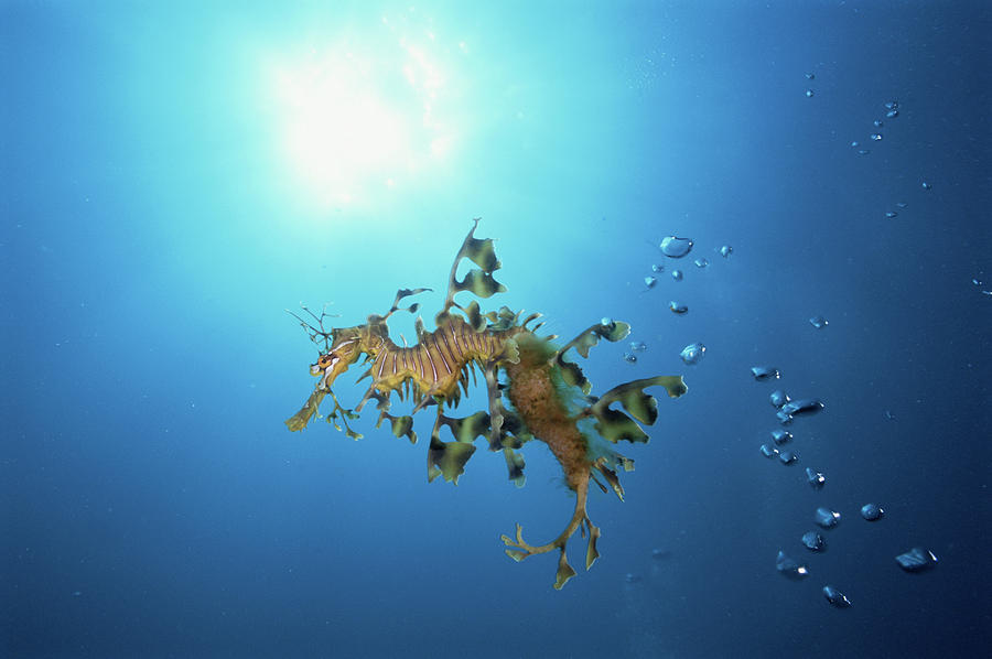 Leafy Seadragon Phycodurus Eques Photograph by Art Wolfe