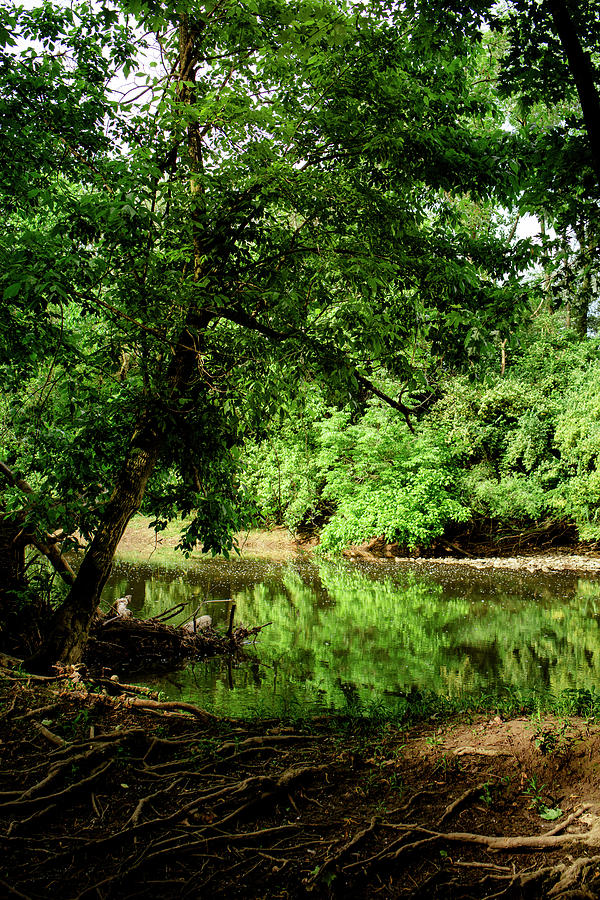 Tree Photograph - Leafy Trees Are Reflected In A Slow Moving River In Wooded Area by Cavan Images