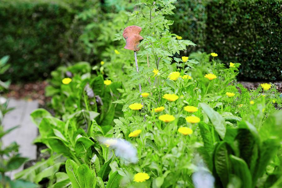 Leafy Vegetables And Yellow Flowers In A Garden Photograph by Tanja Major