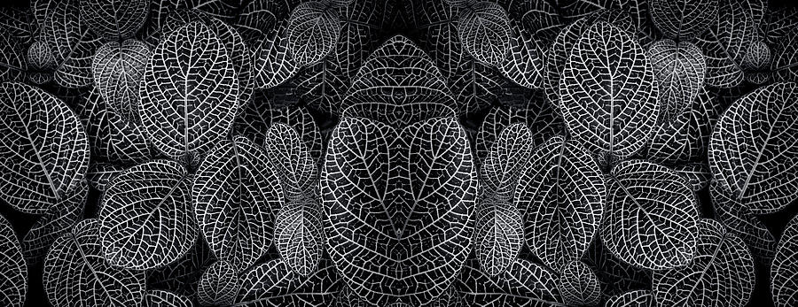 Black And White Photograph - Leafy Vision by Wayne Sherriff