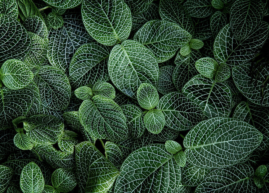 Leafy World Photograph by Wayne Sherriff