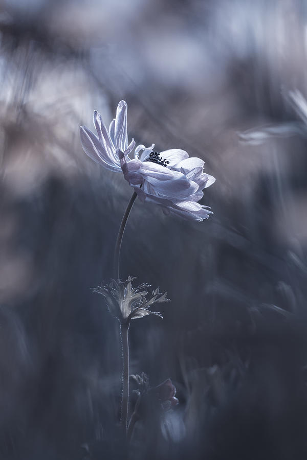 Flower Photograph - Leanemone by Fabien Bravin