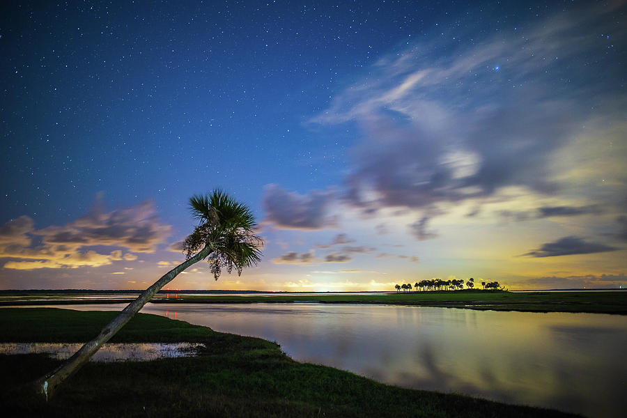 Leaning Palm Tree at Night Photograph by Stefan Mazzola