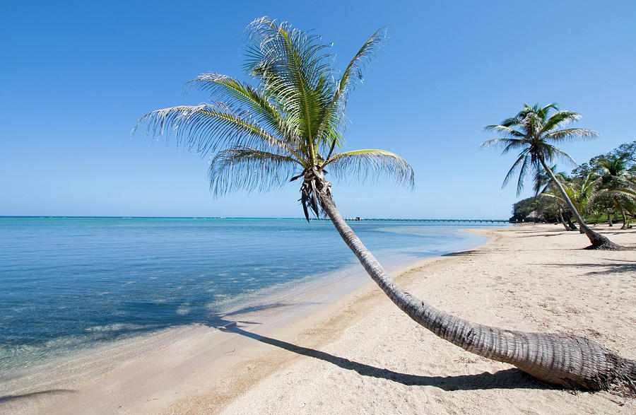 Leaning Palm Tree On Beach Photograph by Dstephens
