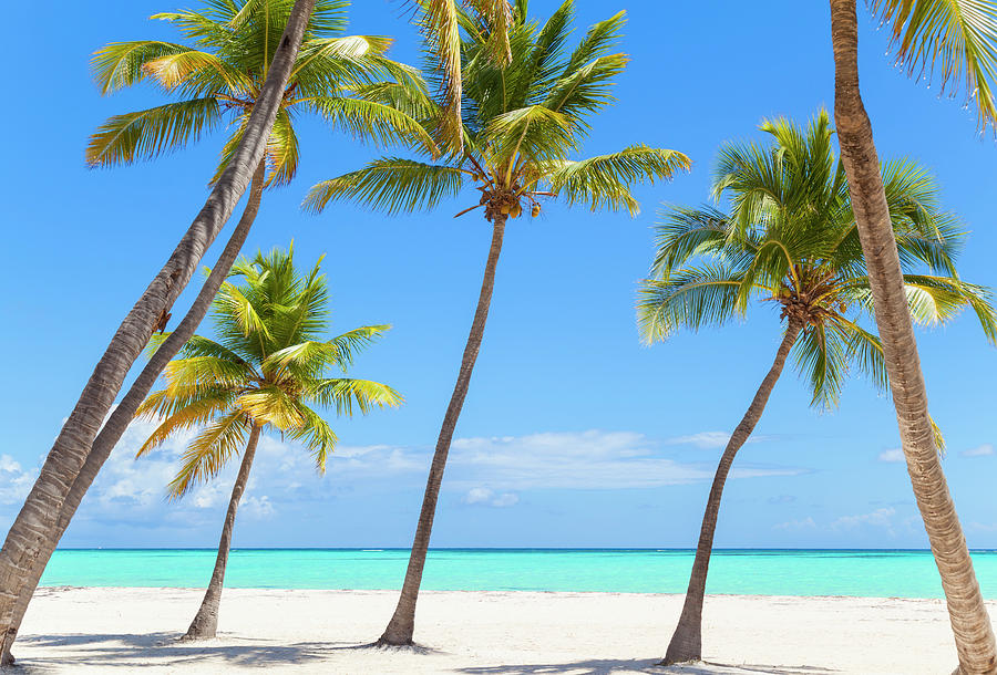 Summer Digital Art - Leaning Palm Trees On Beach, Dominican Republic, The Caribbean by Henglein And Steets