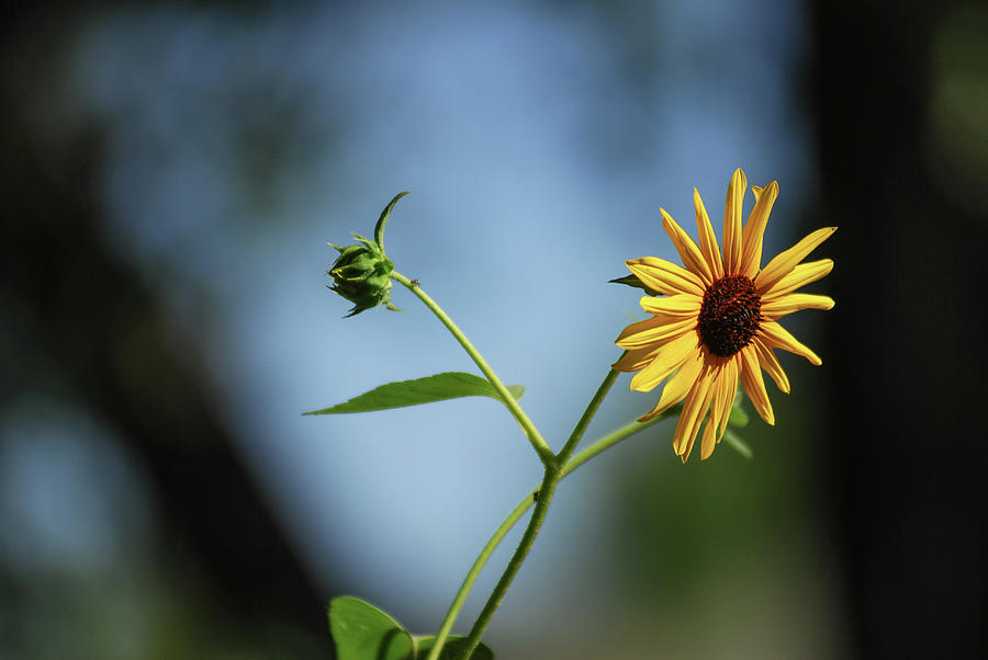 Leaning Sunflower Photograph