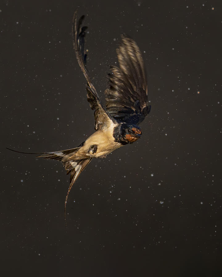 Wildlife Photograph - Leap by Mei Hu