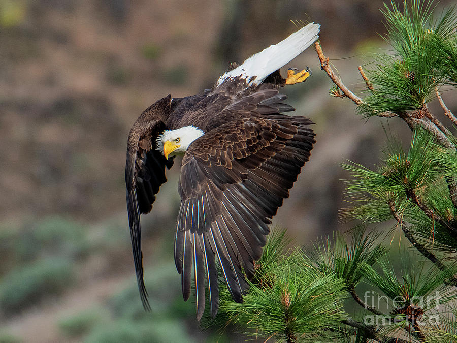 Eagle Photograph - Leap to the Air by Michael Dawson