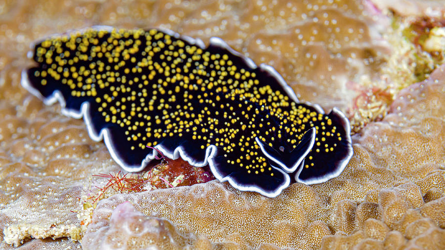 Leapard Flatworm Thysanozoon Sp Photograph by Bruce Shafer