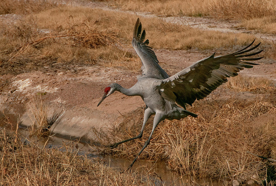 Leaping Crane Photograph by Wade Aiken