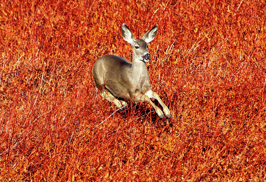 Leaping Deer Photograph