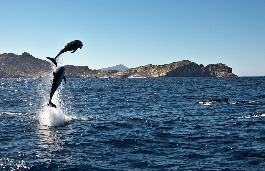 Leaping Dolphins,  Freycinet Peninsula Photograph by Kf Shots