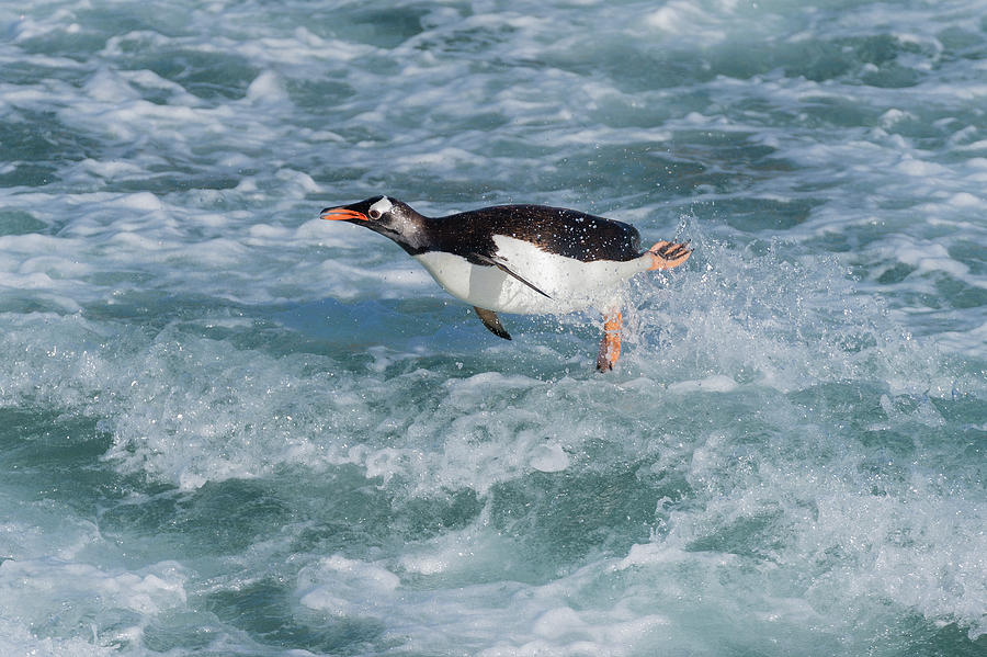 Leaping Gentoo Penguin Photograph by Tui De Roy