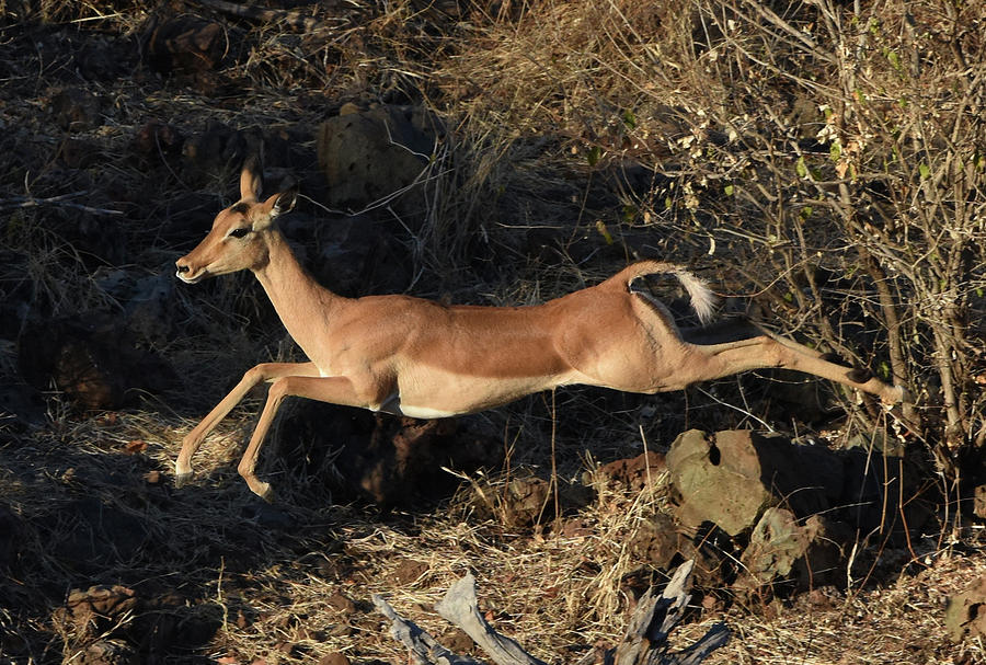 Leaping Impala, Chobe National Park, Botswana Photograph by Ben Foster