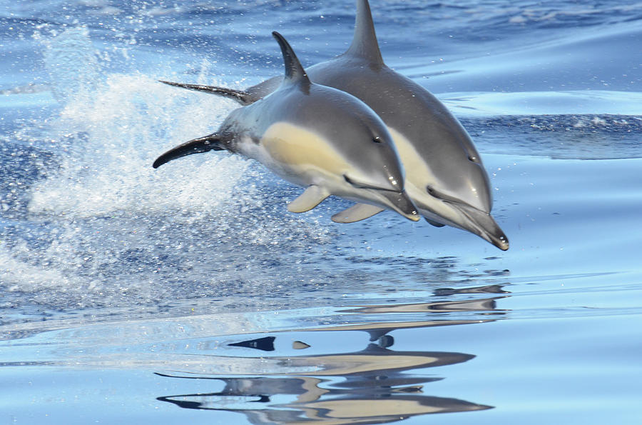 Leaping In Harmony Photograph by Geoff Valcourt Images