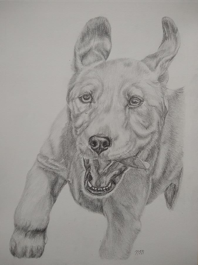 Leaping Lab Drawing by Natalie McConnell - Fine Art America