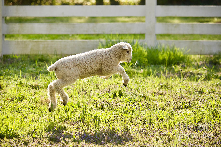 Leaping Lamb by Rachel Morrison Leaping Lamb by Rachel Morrison