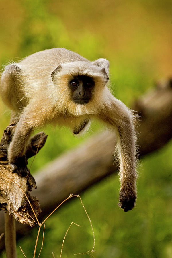 Leaping Langur Monkey Photograph by Aditya Singh
