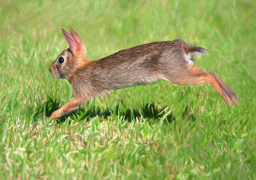 Leaping Leporidae Photograph by Art Cole