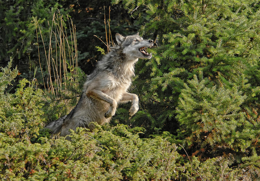 Leaping Lobo Photograph by Wade Aiken