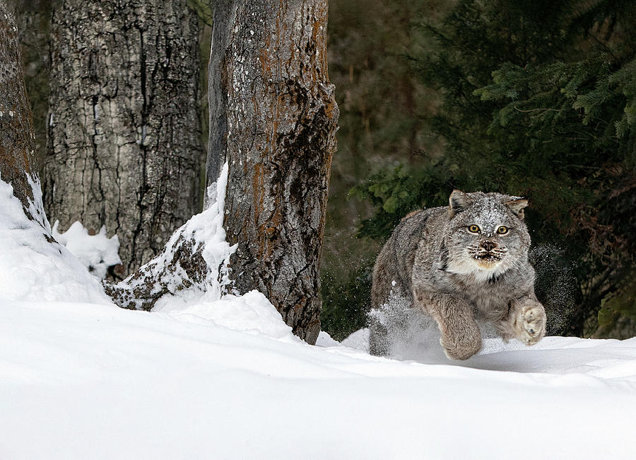 Leaping Lynx Photograph by Art Cole