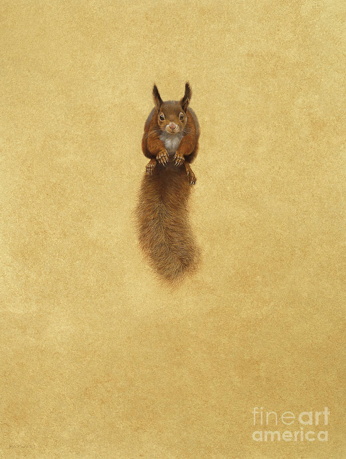 Leaping Red Squirrel Painting by Tim Hayward