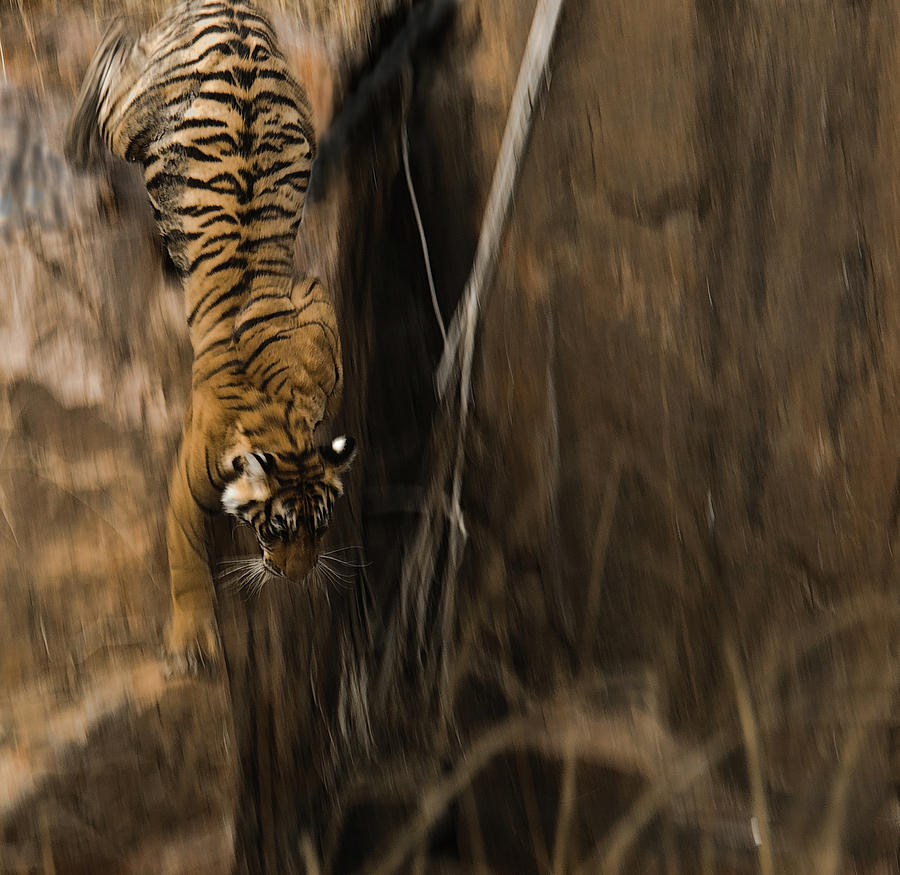 Leaping Tiger Photograph by Naomi Roberts