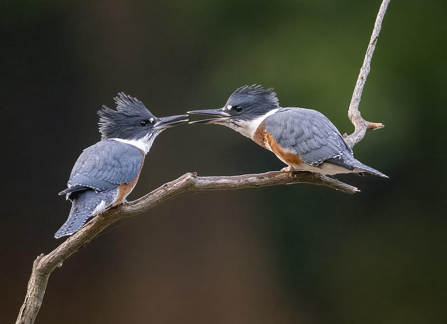 Kingfisher Photograph - Learning by Eugene Zhu
